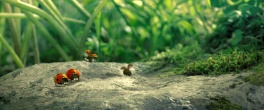 Скриншот 1: Букашки: Приключение в Долине муравьев / Minuscule - La vallee des fourmis perdues (2013)