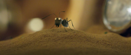 Скриншот 3: Букашки 2 / Minuscule 2: Les mandibules du bout du monde (2018)